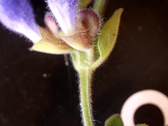 Scutellaria drummondii