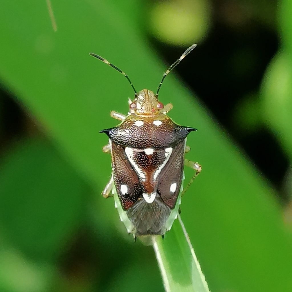 Mormidea ypsilon
