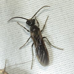 Sphaeropthalma marpesia