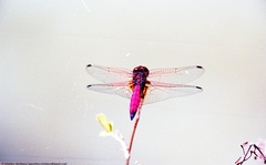 Trithemis persephone