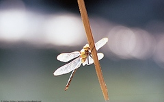 Anax tumorifer