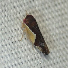 Norvellina pulchella