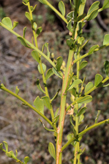 Anthocercis