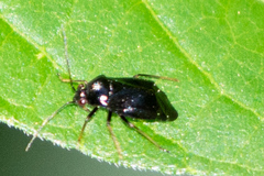 Slaterocoris