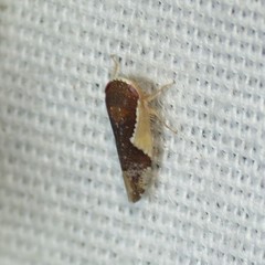 Norvellina pulchella
