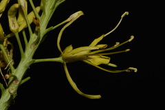 Stanleya pinnata pinnata