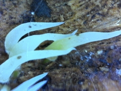 Mucronella fusiformis