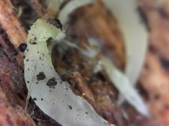 Mucronella fusiformis