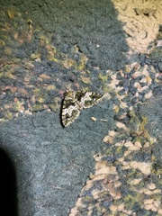 Hydriomena albifasciata