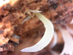 Mucronella fusiformis