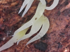 Mucronella fusiformis