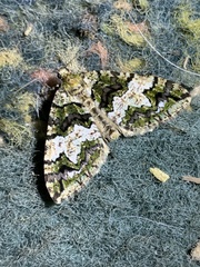 Hydriomena albifasciata