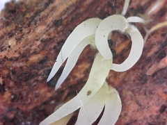 Mucronella fusiformis