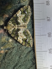 Hydriomena albifasciata