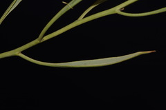 Stanleya pinnata pinnata