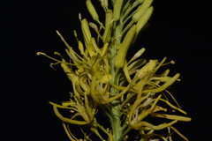 Stanleya pinnata pinnata