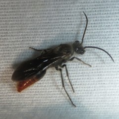 Sphaeropthalma marpesia