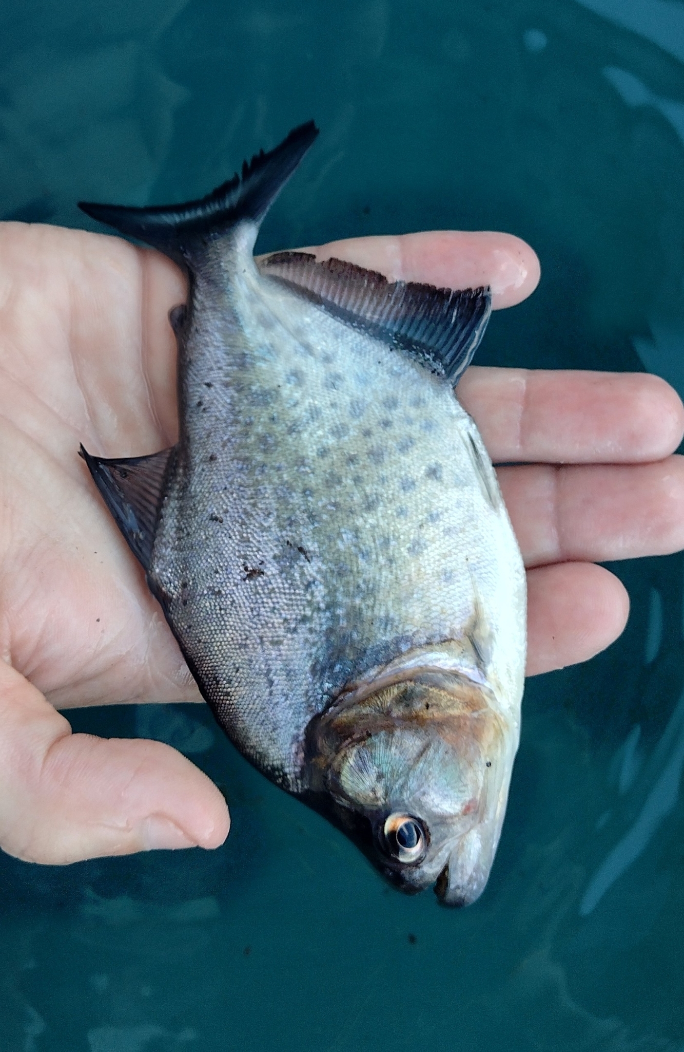 Redcheek Piranha photo 3