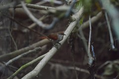 Synallaxis ruficapilla