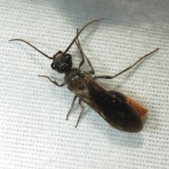 Sphaeropthalma marpesia