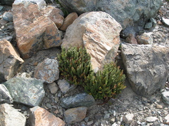 Polystichum lemmonii
