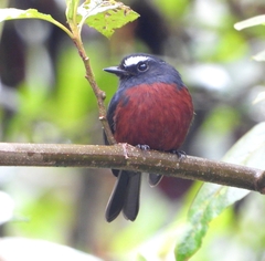 Ochthoeca cinnamomeiventris