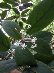 Clerodendrum quadriloculare