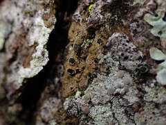 Pilocarpaceae