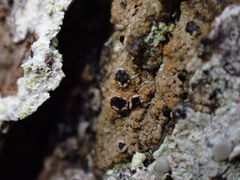 Pilocarpaceae