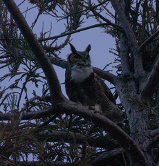Bubo virginianus