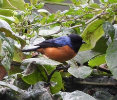 Conirostrum sitticolor