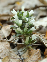 Obolaria virginica