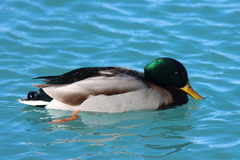 Anas platyrhynchos