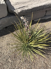 Yucca baileyi