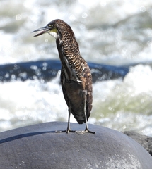 Fasciated Tiger-Heron photo 3