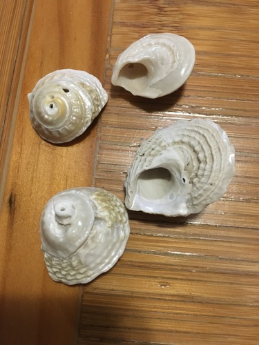 Longspine Starsnail
