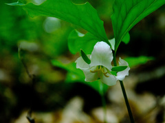 Trillium catesbaei