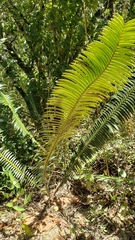 Dioon