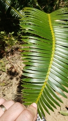 Dioon
