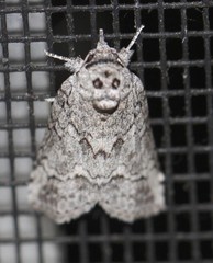 Nycteola polycyma