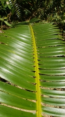 Dioon
