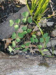 Thalictrum thalictroides