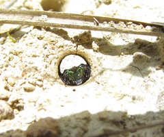 Neocicindela latecincta
