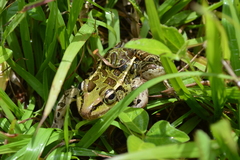 Lithobates spectabilis