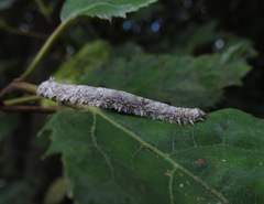 Declana floccosa
