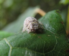 Declana floccosa