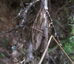 Austrocidaria gobiata