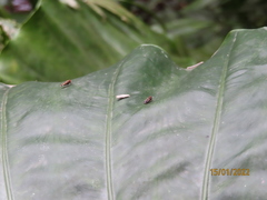 Okiscarta