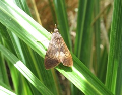 Uresiphita maorialis