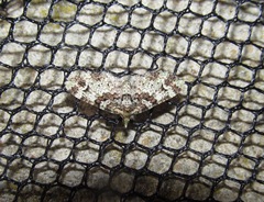 Pasiphila bilineolata